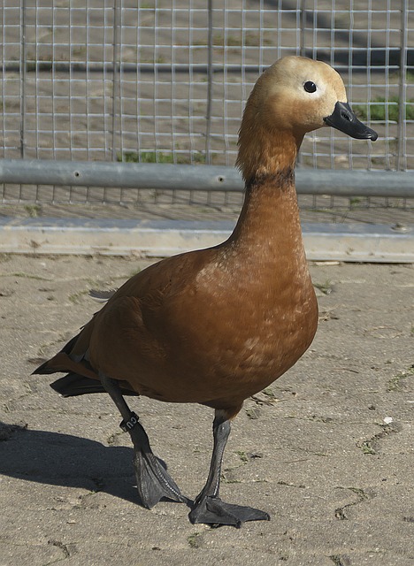 山东鲁能队